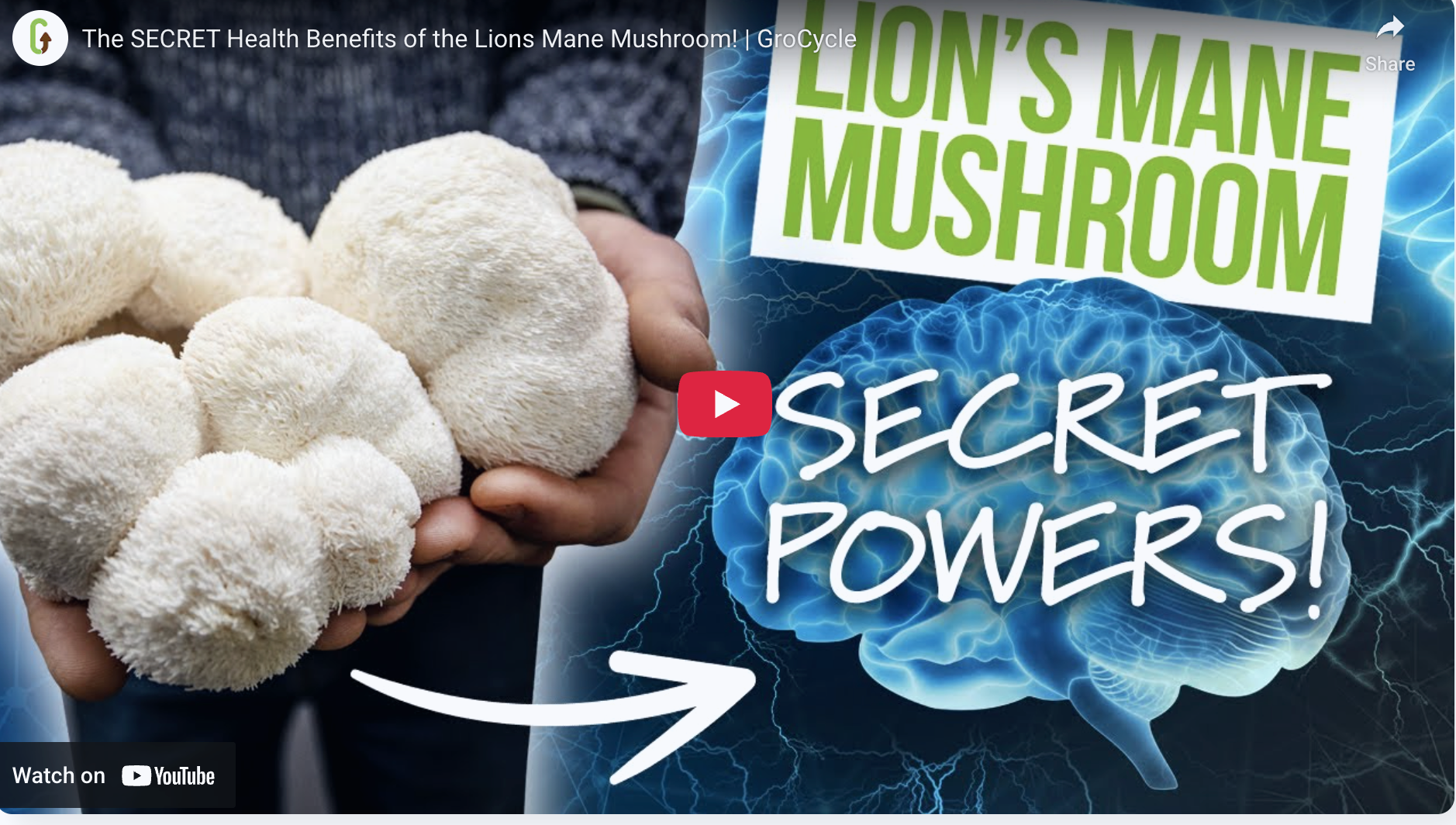 Load video: watch as this myologist, mushroom biologist, dives deeper into the secrets of lions mane.